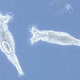 Illustration for article titled A microscopic organism that eats DNA instead of having sex